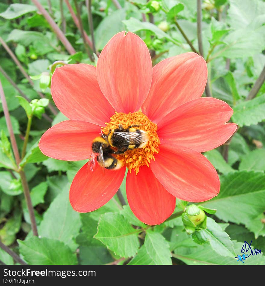 Dahlias