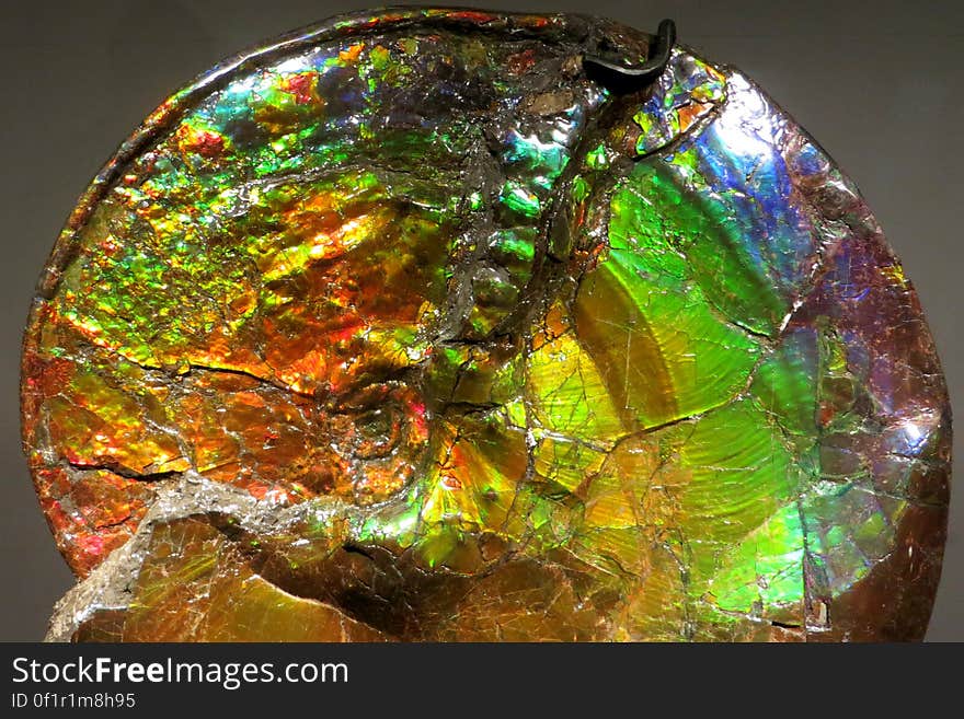 opalized ammonite