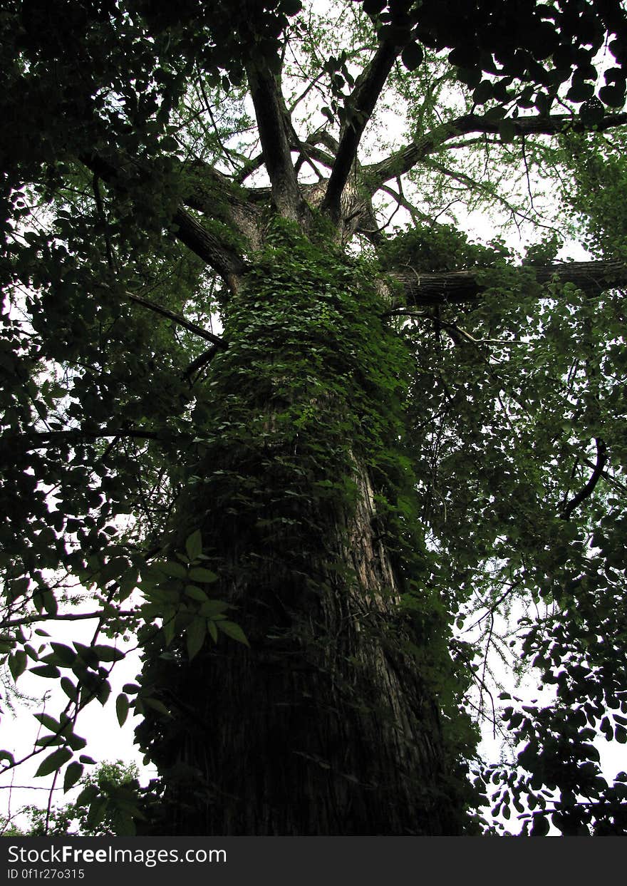 A cool tree with all sorts of vegetation growing on it. A cool tree with all sorts of vegetation growing on it.