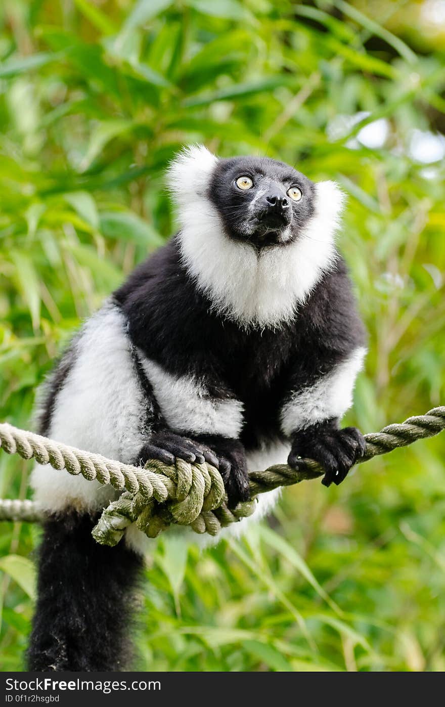 Black and white Ruffed Lemur