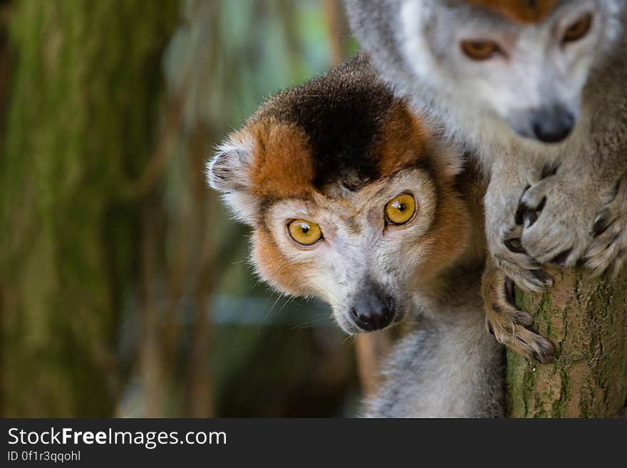 Crowned lemur 2016-01-08-00856