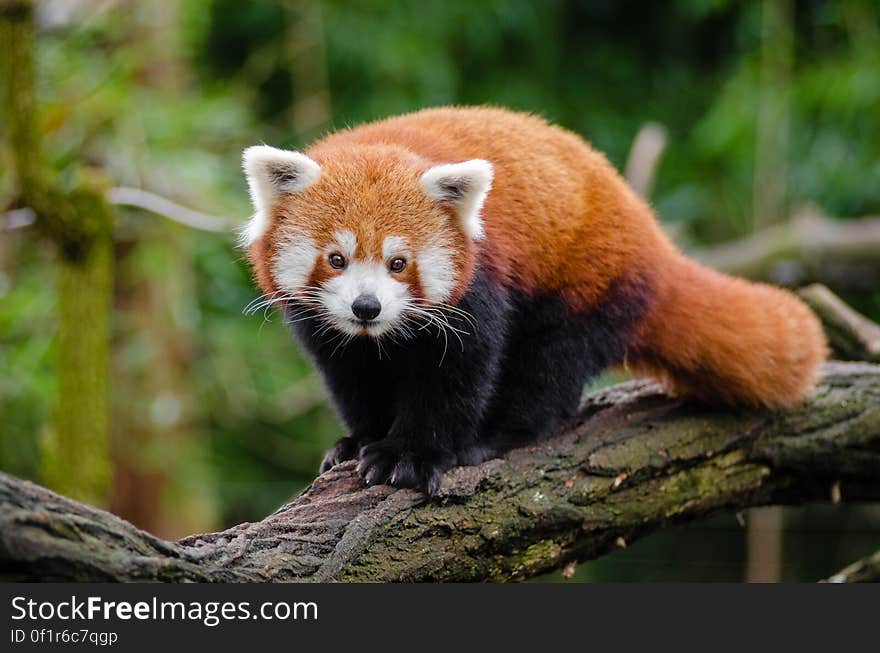 Red Panda