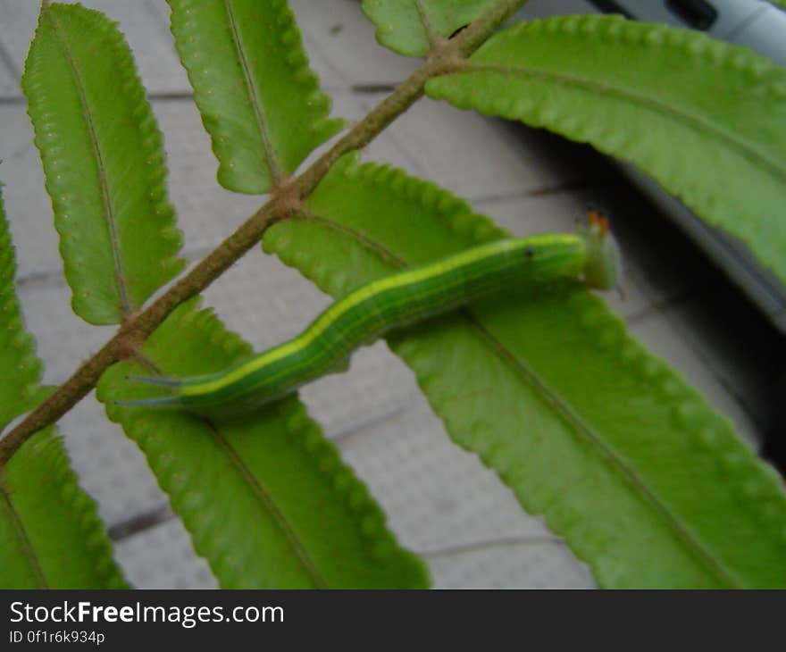 A pretty yellow-to-green caterpillar. I made him suffer a bit moving it to have a nice shot... I feel so sorry :&#x28;