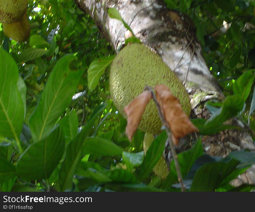 I really dislike the focus I got in this photo. And what a green Jackfruit.. Still in the same place...