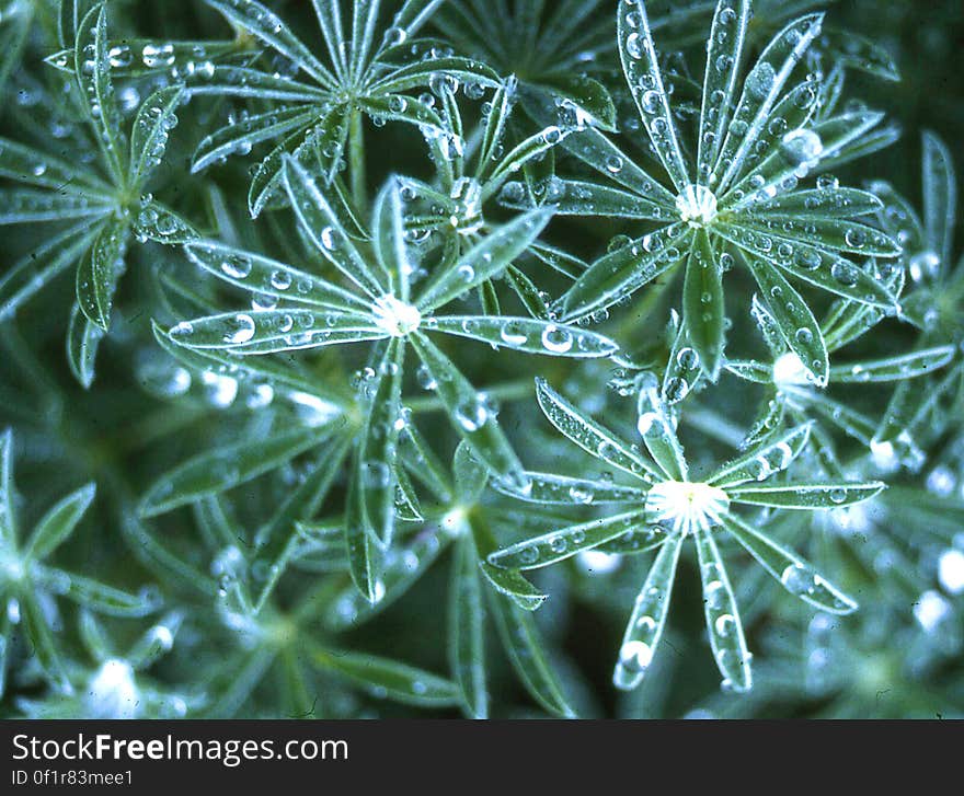 lupine leaves with water drops 2