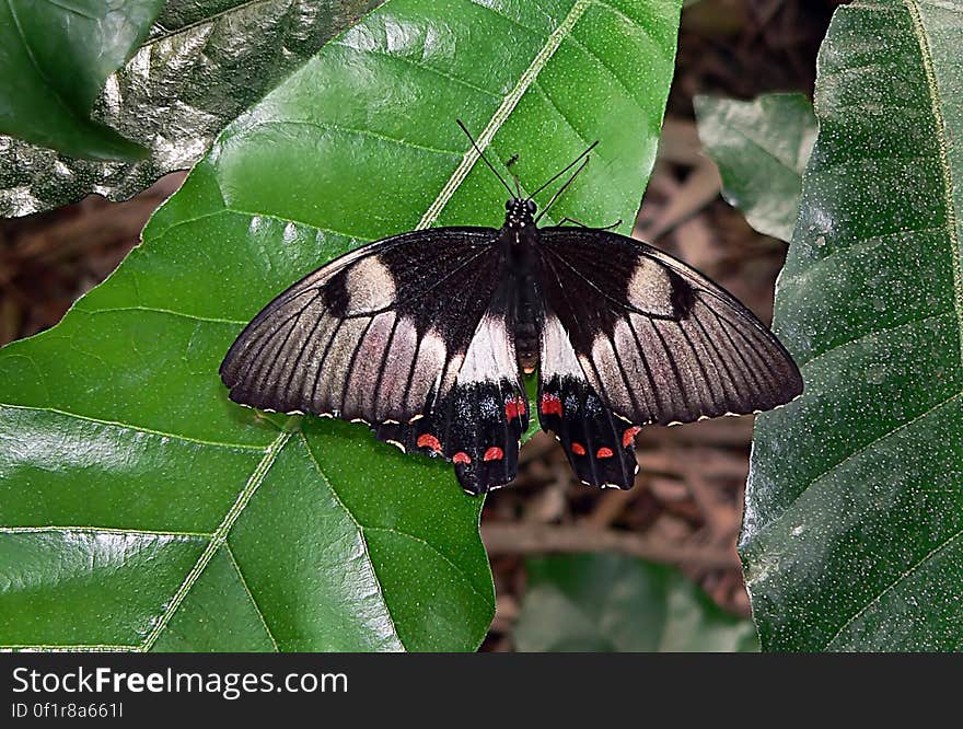 Common Eggfly