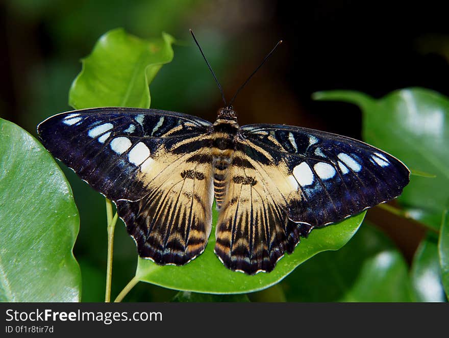 Cilpper Parthenos Sylvia