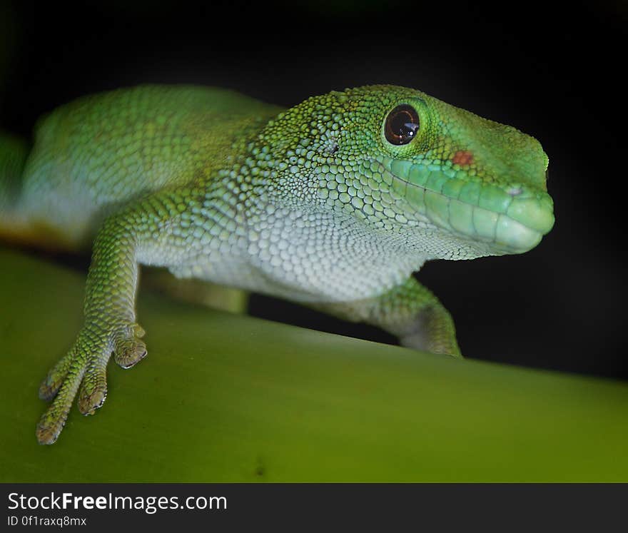 Scientific Name: Phelsuma madagascariensis Did You Know? New research on the action of the gripping toe pads of the geckos have illustrated how efficient the system of tiny kook-like hairs really is. It is estimated that in some species the combined grip of each toe could support the weight of up to 40kg. That is equivalent to a small teenage human! The day geckos are a group of stunningly beautiful lizards, many with bright green, red, blue or yellow markings. The giant day gecko is no exception. It is bright emerald green in colour with large dark eyes and patches of red on the lower back and sometimes also on the head. These are large lizards with males reaching almost 30cm in total length. While not particularly aggressive, if handled incorrectly they will attempt to bite and have very powerful jaws. The toes are broad and flattened and have an exceptional grip even on smooth surfaces such as glass. Scientific Name: Phelsuma madagascariensis Did You Know? New research on the action of the gripping toe pads of the geckos have illustrated how efficient the system of tiny kook-like hairs really is. It is estimated that in some species the combined grip of each toe could support the weight of up to 40kg. That is equivalent to a small teenage human! The day geckos are a group of stunningly beautiful lizards, many with bright green, red, blue or yellow markings. The giant day gecko is no exception. It is bright emerald green in colour with large dark eyes and patches of red on the lower back and sometimes also on the head. These are large lizards with males reaching almost 30cm in total length. While not particularly aggressive, if handled incorrectly they will attempt to bite and have very powerful jaws. The toes are broad and flattened and have an exceptional grip even on smooth surfaces such as glass.