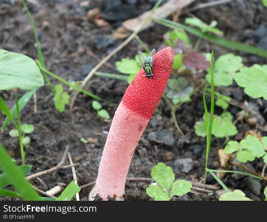 Fly on red vegetation in green garden on sunny day. Fly on red vegetation in green garden on sunny day.