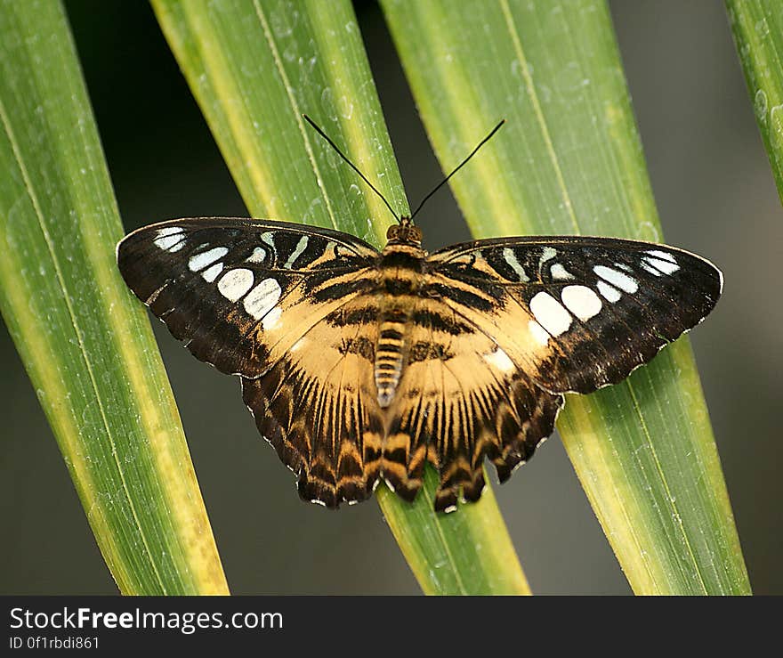 The Clipper &#x28;Parthenos sylvia&#x29; is a species of nymphalid butterfly found in South and South-East Asia, mostly in forested areas. The Clipper is a fast flying butterfly and has a habit of flying with its wings flapping stiffly between the horizontal position and a few degrees below the horizontal. It may glide between spurts of flapping. The Clipper &#x28;Parthenos sylvia&#x29; is a species of nymphalid butterfly found in South and South-East Asia, mostly in forested areas. The Clipper is a fast flying butterfly and has a habit of flying with its wings flapping stiffly between the horizontal position and a few degrees below the horizontal. It may glide between spurts of flapping.