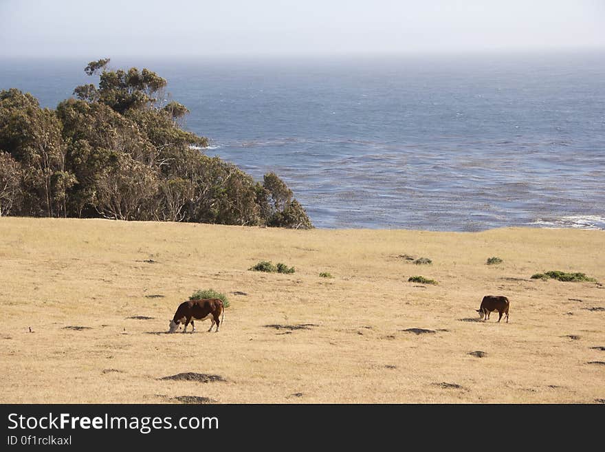 Cows @ Big Sur, CA #1