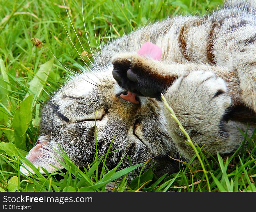 Brown Tabby Kitten on Green Grass