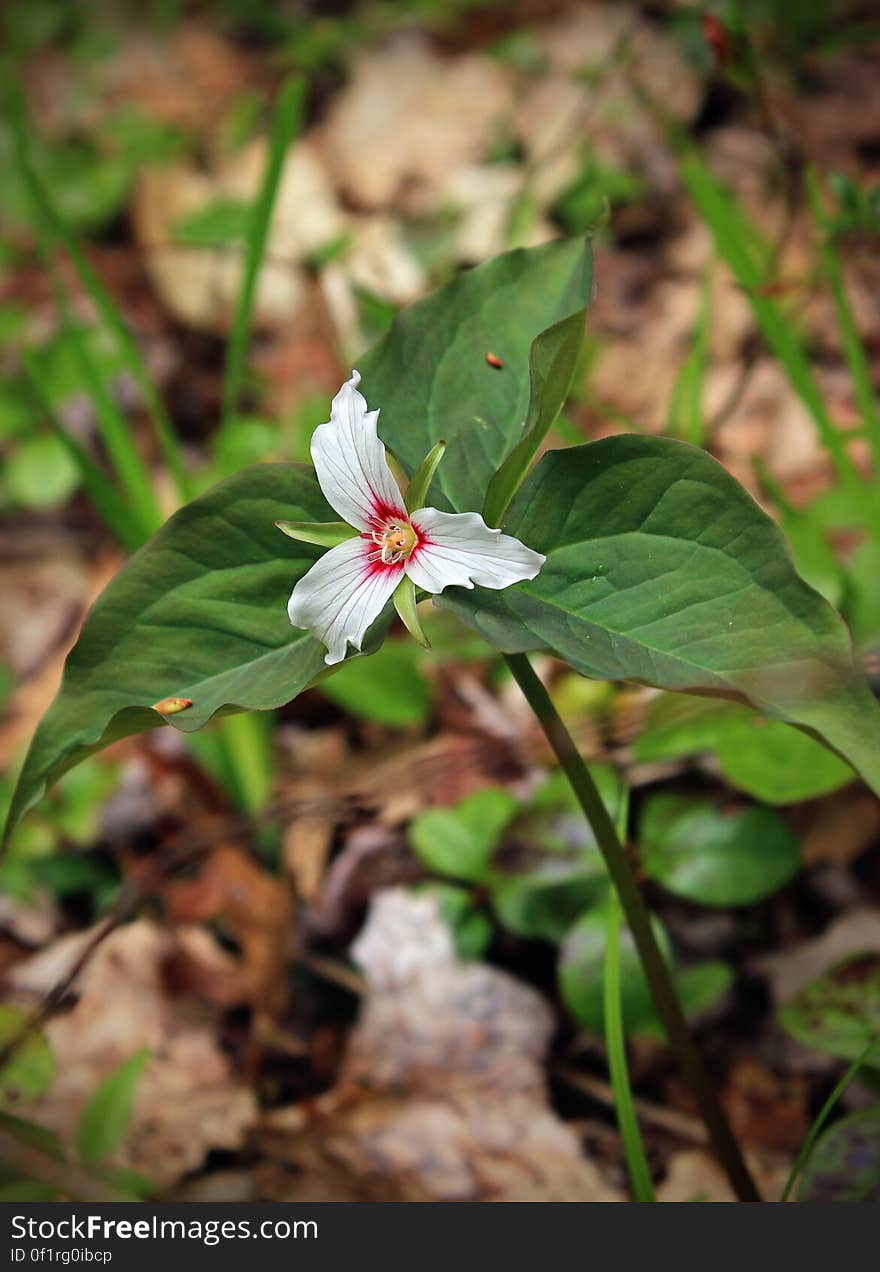 Painted trillium &#x28;Trillium undulatum&#x29; along Hypsy Creek, Monroe County, within State Game Land 38. I&#x27;ve licensed this photo as CC0 for release into the public domain. You&#x27;re welcome to download the photo and use it without attribution.