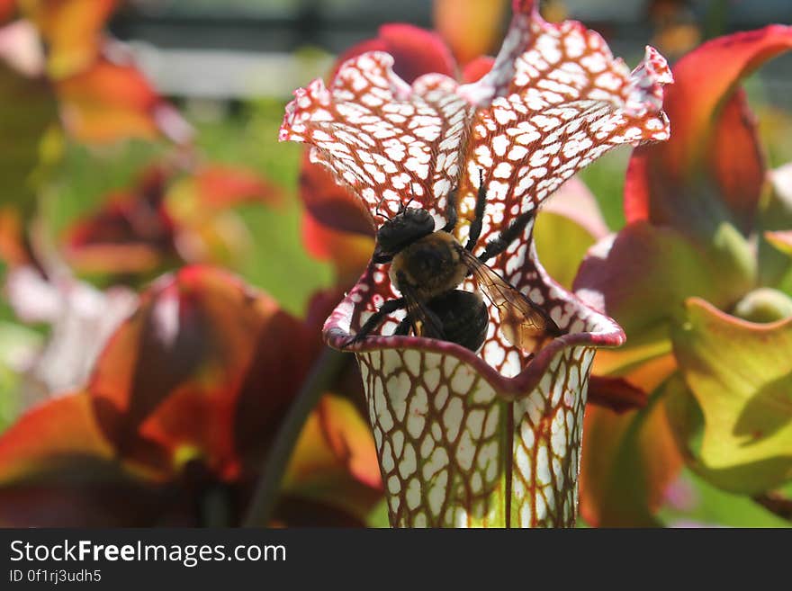 This Memorial Day weekend I went for my first visit to the Stanley Rehder Carnivorous Plant Garden off of Independence Boulevard in Wilmington, North Carolina. I discovered an array of pitcher plants including the species pictured Sarrancenia Leucophylla. It was fascinating how many Bumble Bees or &#x28;Class: Insecta, Order: Hymenoptera, Family: Apidae, Genus: Bombus, and unsure of this species?&#x29; were flying around the plants and even crawling into them. I began to wonder if the bees had a strictly mutualistic relationship with the pitcher plants acting solely as pollinators. Also, I saw quite a few bees get stuck in the tubes of the pitcher plant and it appeared that the pitcher plant could be acting as a predator to the bees. Were the pitcher plants luring them into their tubes to provide a source of mineral nutrients for the plant? After doing some research, I found that it is not evolutionarily beneficial for pitcher plants to consume their own pollinators, thus why they have two distinct parts for each function. The flowering part of the pitcher plant &#x28;shown in the background of the photo&#x29; is the part responsible for attracting pollinators. This Memorial Day weekend I went for my first visit to the Stanley Rehder Carnivorous Plant Garden off of Independence Boulevard in Wilmington, North Carolina. I discovered an array of pitcher plants including the species pictured Sarrancenia Leucophylla. It was fascinating how many Bumble Bees or &#x28;Class: Insecta, Order: Hymenoptera, Family: Apidae, Genus: Bombus, and unsure of this species?&#x29; were flying around the plants and even crawling into them. I began to wonder if the bees had a strictly mutualistic relationship with the pitcher plants acting solely as pollinators. Also, I saw quite a few bees get stuck in the tubes of the pitcher plant and it appeared that the pitcher plant could be acting as a predator to the bees. Were the pitcher plants luring them into their tubes to provide a source of mineral nutrients for the plant? After doing some research, I found that it is not evolutionarily beneficial for pitcher plants to consume their own pollinators, thus why they have two distinct parts for each function. The flowering part of the pitcher plant &#x28;shown in the background of the photo&#x29; is the part responsible for attracting pollinators.