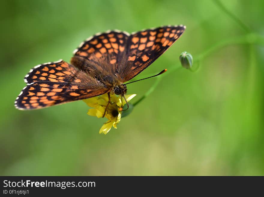 Araignées, insectes et fleurs de la forêt de Moulière &#x28;Le Grand Bignolas&#x29;