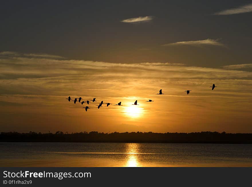 Silhouettes of birds in a flock flying above a water surface at sunset. Silhouettes of birds in a flock flying above a water surface at sunset.