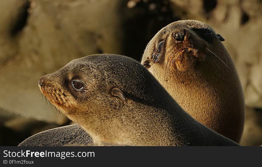 &#x28;Arctocephalus forsteri&#x29; Population: about 200,000. Threat status: least concern &#x28;population trend: increasing&#x29;. Found on: rocky shores throughout mainland New Zealand, the Chatham Islands, and the Subantarctic islands, as well as parts of Australia. Features Fur seals and sea lions are distinguished from other seals by their external ear flaps and hind flippers which rotate forward, allowing them to move quickly on land. New Zealand fur seals can be distinguished from sea lions by their pointy nose and smaller size. In New Zealand, fur seals also tend to be found on Rocky shorelines, whereas sea lions prefer sandy beaches. &#x28;Arctocephalus forsteri&#x29; Population: about 200,000. Threat status: least concern &#x28;population trend: increasing&#x29;. Found on: rocky shores throughout mainland New Zealand, the Chatham Islands, and the Subantarctic islands, as well as parts of Australia. Features Fur seals and sea lions are distinguished from other seals by their external ear flaps and hind flippers which rotate forward, allowing them to move quickly on land. New Zealand fur seals can be distinguished from sea lions by their pointy nose and smaller size. In New Zealand, fur seals also tend to be found on Rocky shorelines, whereas sea lions prefer sandy beaches.