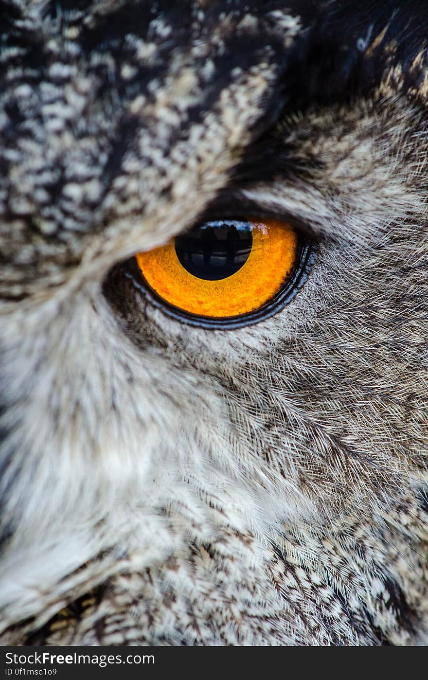 Gray Owl Showing Orange and Black Left Eye