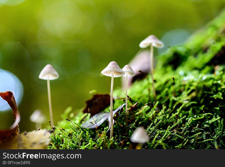 Close-up of Mushroom