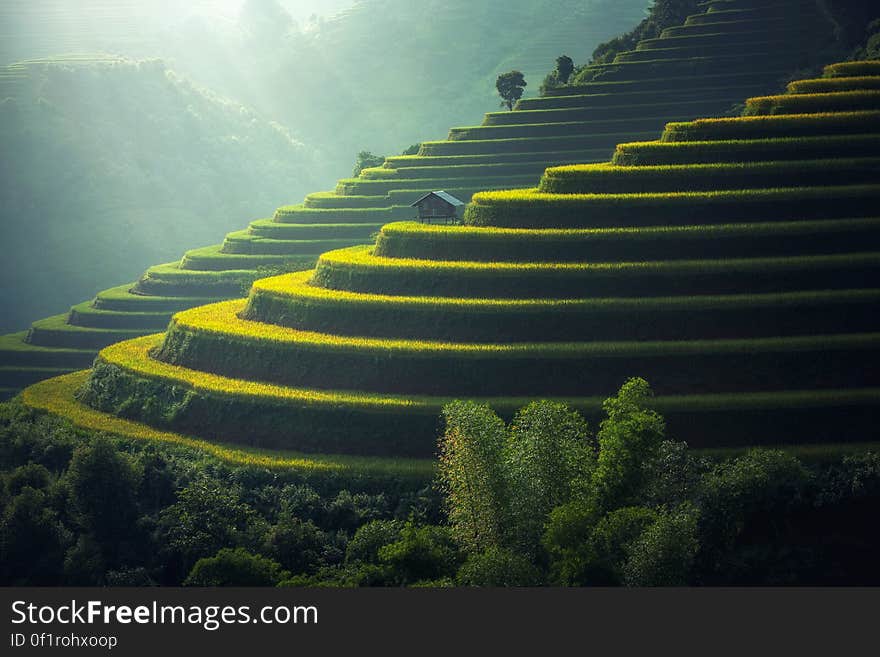 Scenic View of Rice Paddy