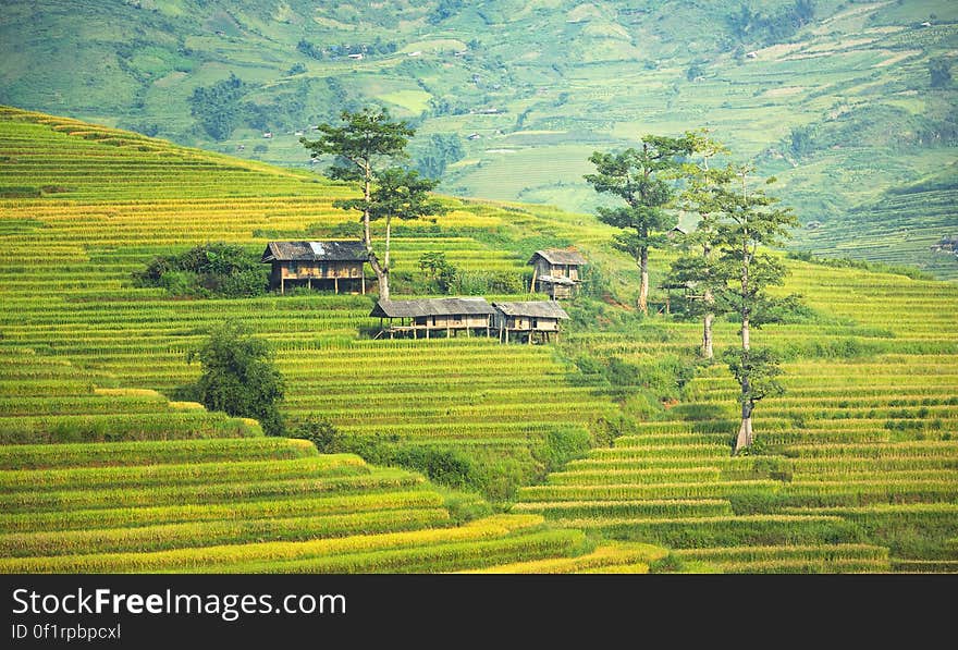 Scenic View of Agricultural Field