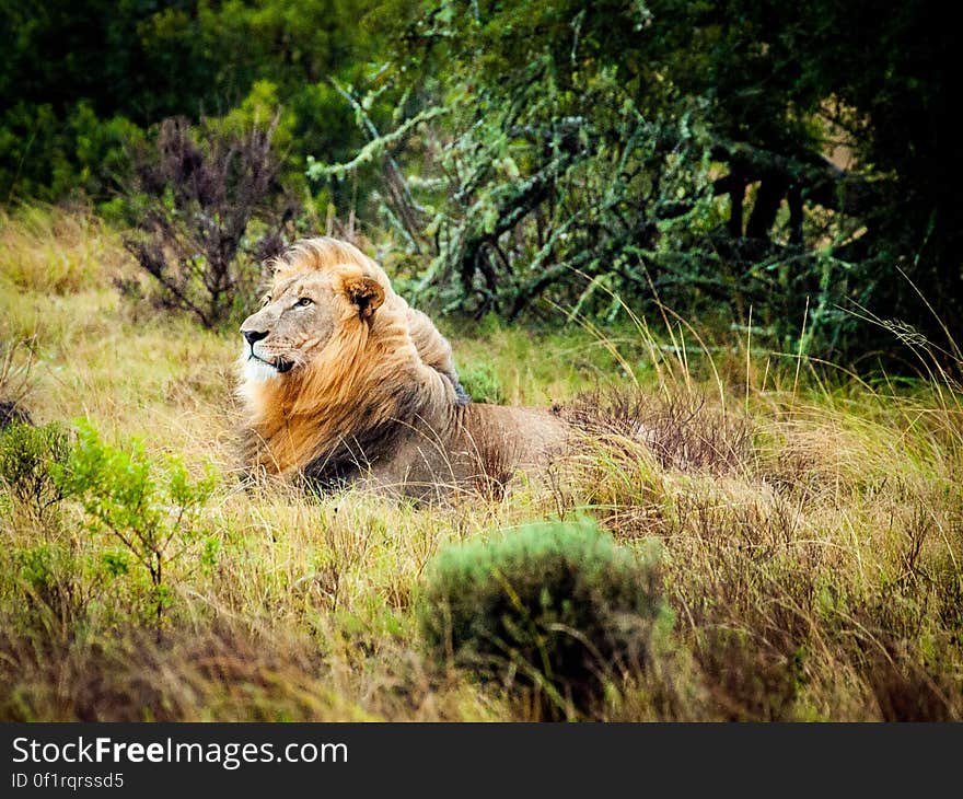 A lion with a big mane resting and staring in the grassland. A lion with a big mane resting and staring in the grassland.