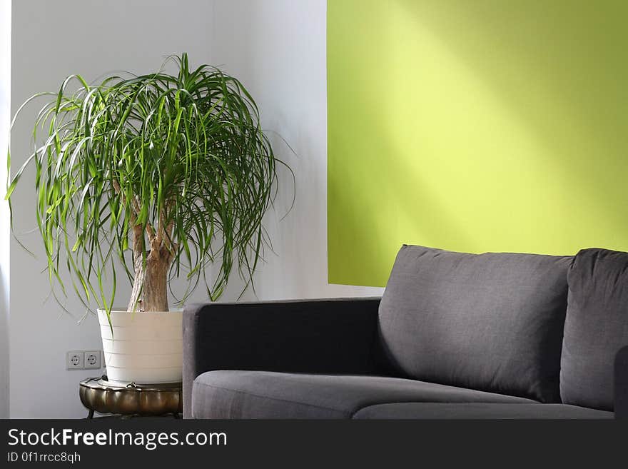 The interior of a living room with a potted plant and a grey sofa. The interior of a living room with a potted plant and a grey sofa.