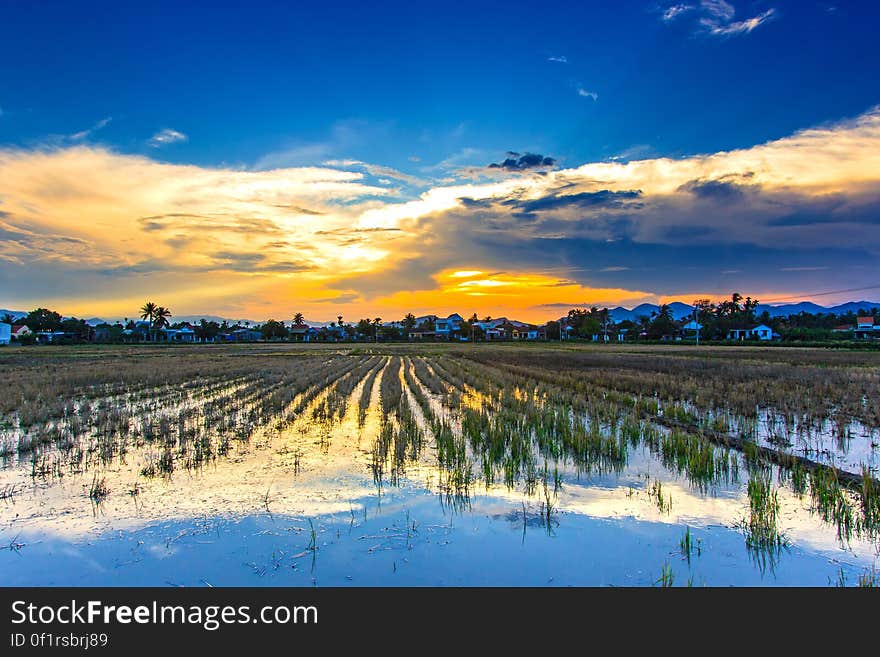 Rice fields underwater with sunset on the sky.