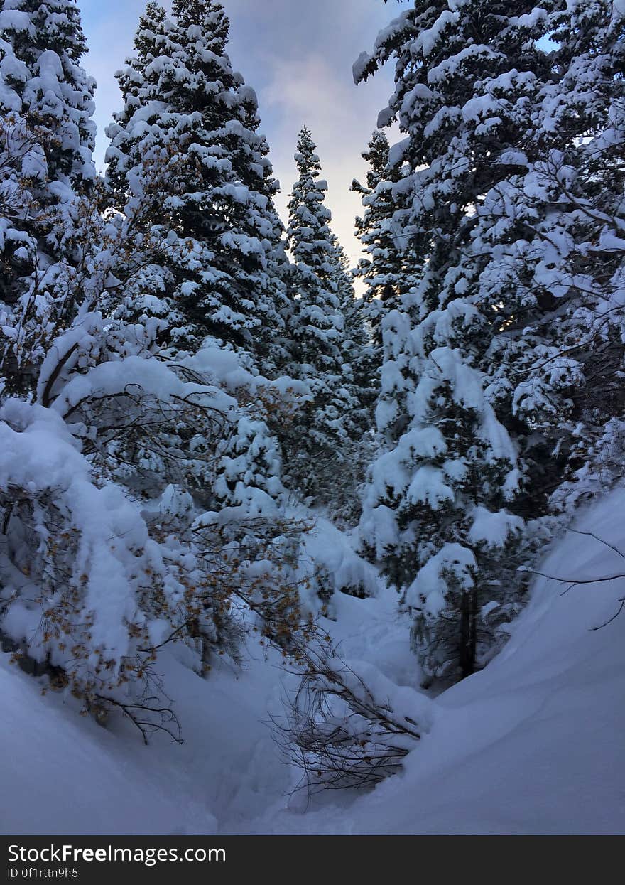 A view of a forest with snow-covered trees. A view of a forest with snow-covered trees.