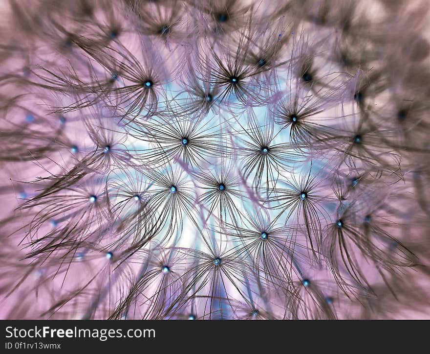 Dandelion Flower Seeing White and Blue Sky Close Up Photo