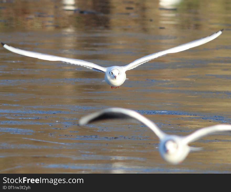 Seagulls skimming over water surface on sunny day. Seagulls skimming over water surface on sunny day.