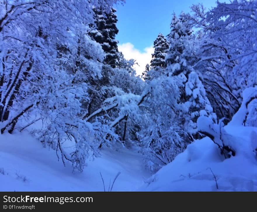 Snow covered winter forest landscape in blue tones on sunny day. Snow covered winter forest landscape in blue tones on sunny day.