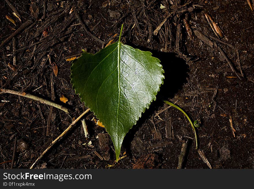 Green leaf