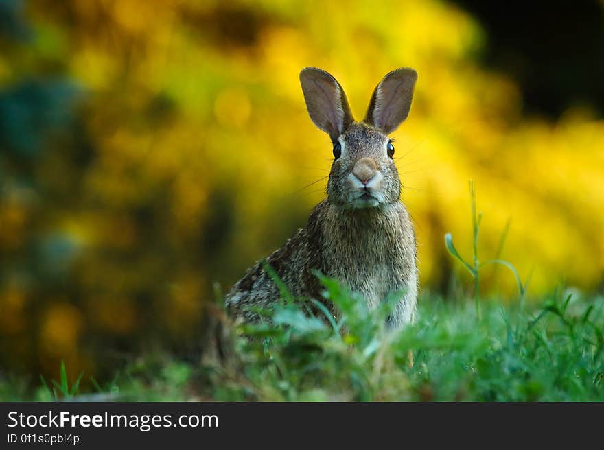 Close-up of Rabbit on Field