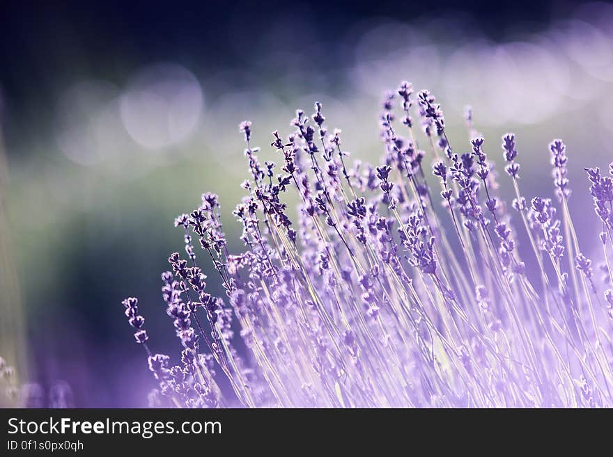 A close up of lavender flowers in a field.