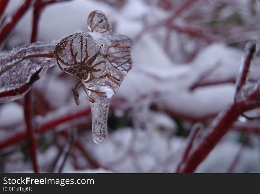 iced mosquito