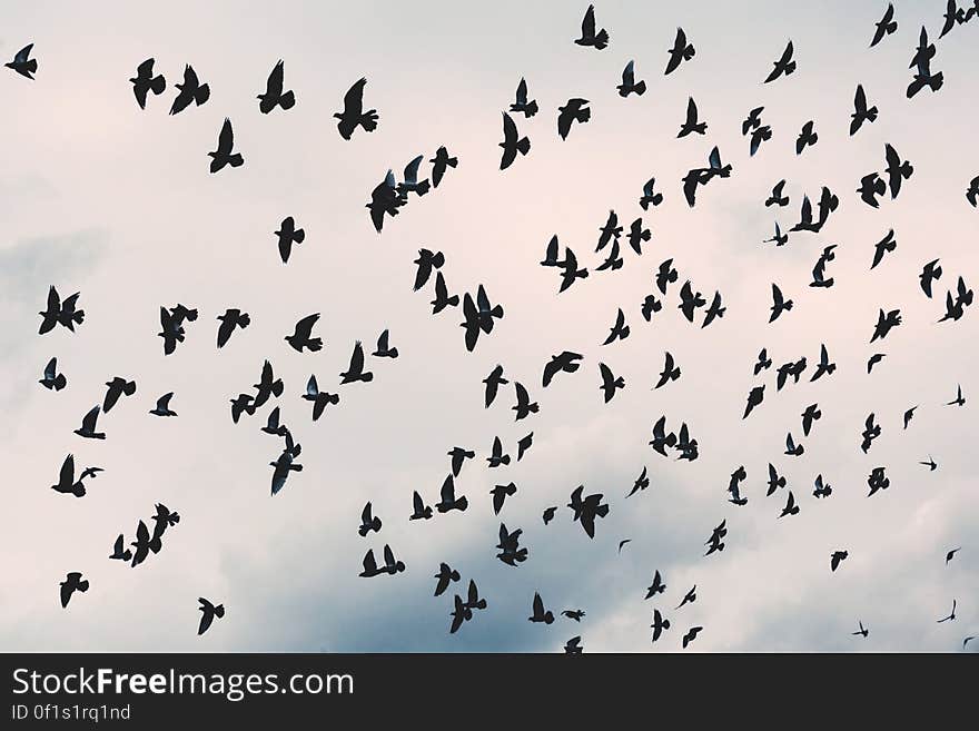 A flock of birds flying in the sky.