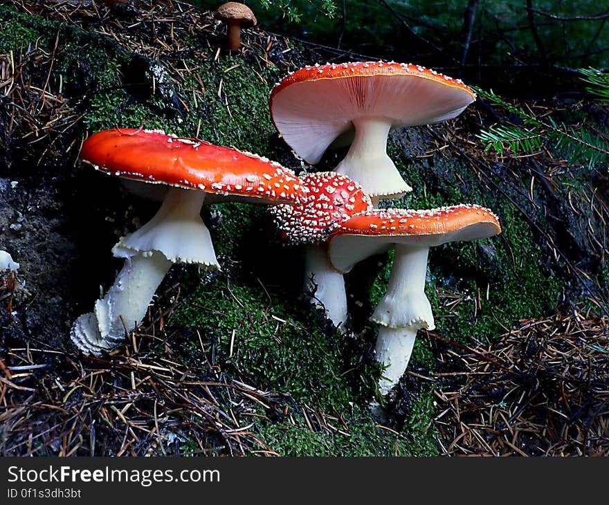 Amanita muscaria, commonly known as the fly agaric or fly amanita, is a poisonous and psychoactive basidiomycete fungus, one of many in the genus Amanita. Amanita muscaria, commonly known as the fly agaric or fly amanita, is a poisonous and psychoactive basidiomycete fungus, one of many in the genus Amanita.