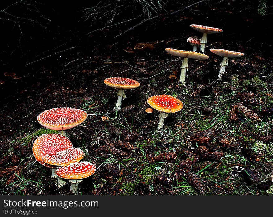 Amanita muscaria, commonly known as the fly agaric or fly amanita, is a poisonous and psychoactive basidiomycete fungus, one of many in the genus Amanita. Amanita muscaria, commonly known as the fly agaric or fly amanita, is a poisonous and psychoactive basidiomycete fungus, one of many in the genus Amanita.