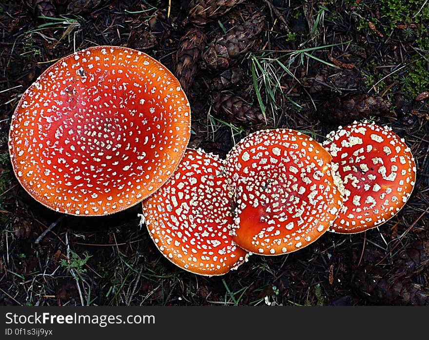 Amanita muscaria, commonly known as the fly agaric or fly amanita, is a poisonous and psychoactive basidiomycete fungus, one of many in the genus Amanita. Amanita muscaria, commonly known as the fly agaric or fly amanita, is a poisonous and psychoactive basidiomycete fungus, one of many in the genus Amanita.