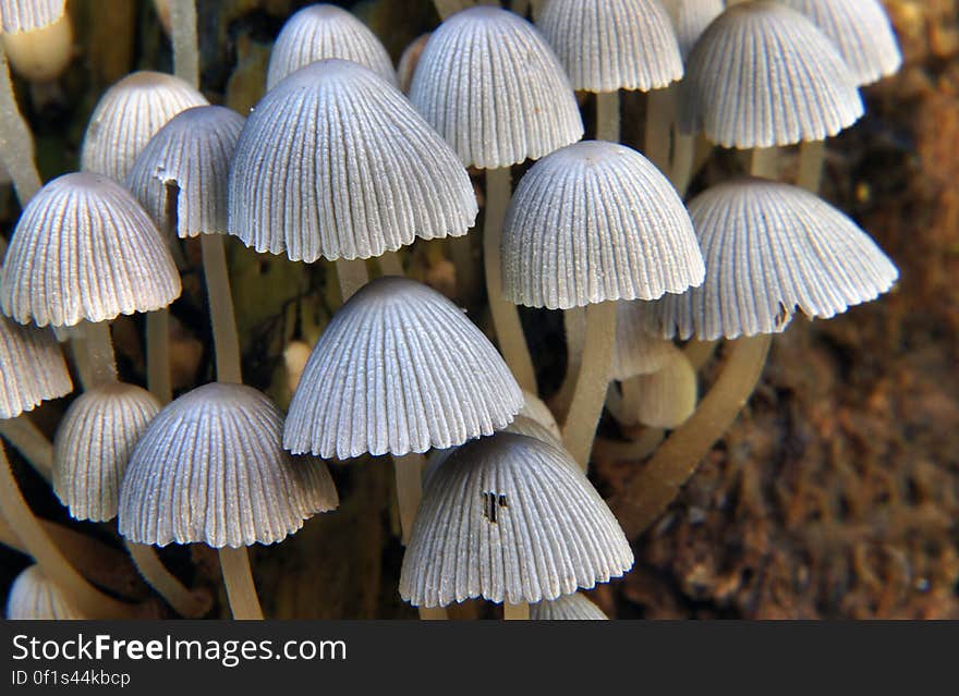 Coprinellus disseminatus &#x28;formerly Coprinus disseminatus; commonly known as &#x22;fairies bonnets&#x22; or &#x22;trooping crumble cap&#x22;&#x29; is a species of agaric fungus in the family Psathyrellaceae. Unlike most other coprinoid mushrooms, C. disseminatus does not dissolve into black ink &#x28;deliquesce&#x29; in maturity. The species was given its current name in 1939 by Jakob Emanuel Lange. The mushroom is edible but not worth eating. Coprinellus disseminatus &#x28;formerly Coprinus disseminatus; commonly known as &#x22;fairies bonnets&#x22; or &#x22;trooping crumble cap&#x22;&#x29; is a species of agaric fungus in the family Psathyrellaceae. Unlike most other coprinoid mushrooms, C. disseminatus does not dissolve into black ink &#x28;deliquesce&#x29; in maturity. The species was given its current name in 1939 by Jakob Emanuel Lange. The mushroom is edible but not worth eating.