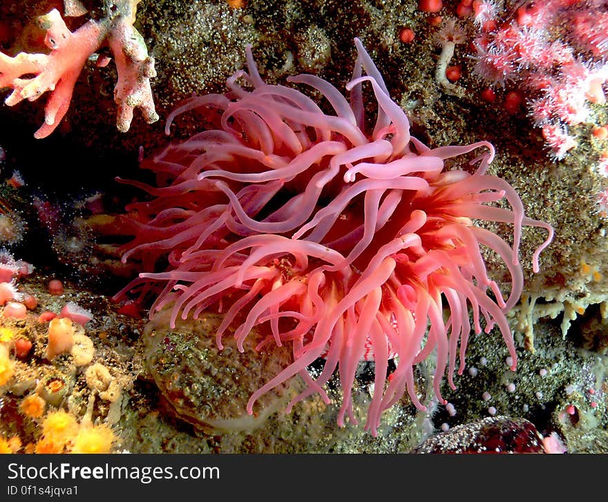 Corals, sea anemones and jellyfish all belong to the same large group of animals â€“ cnidarians. The name comes from the Greek â€˜knideâ€™, meaning nettle â€“ they carry a sharp sting in their tentacles. Corals, sea anemones and jellyfish all belong to the same large group of animals â€“ cnidarians. The name comes from the Greek â€˜knideâ€™, meaning nettle â€“ they carry a sharp sting in their tentacles