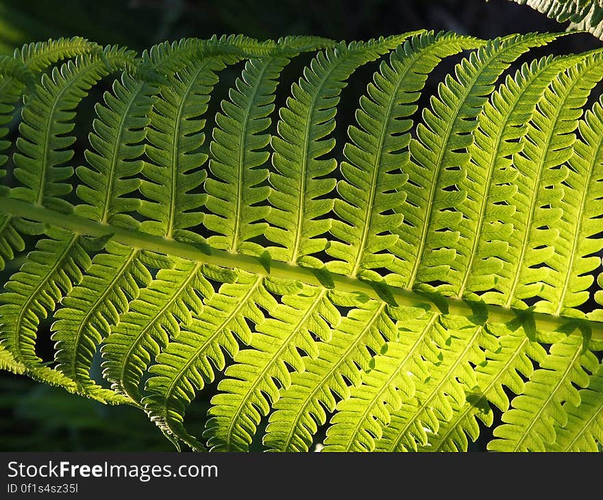 Close up of green fern leaf on black.