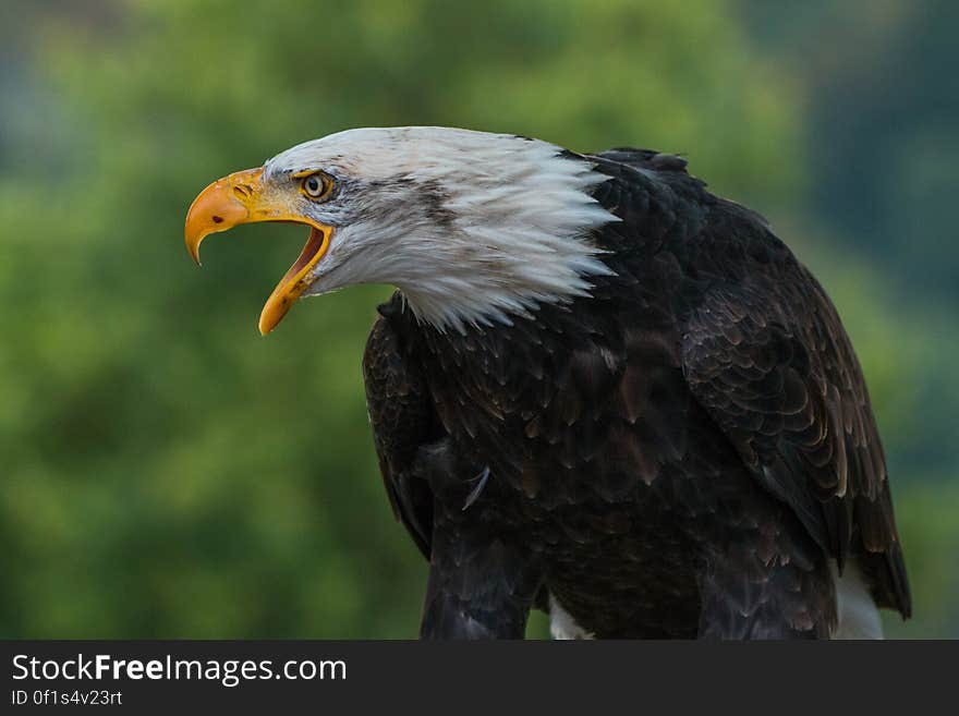 Close Up Photography of White Black Eagle during Daytime