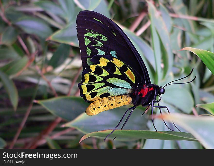 Cairns Birdwing