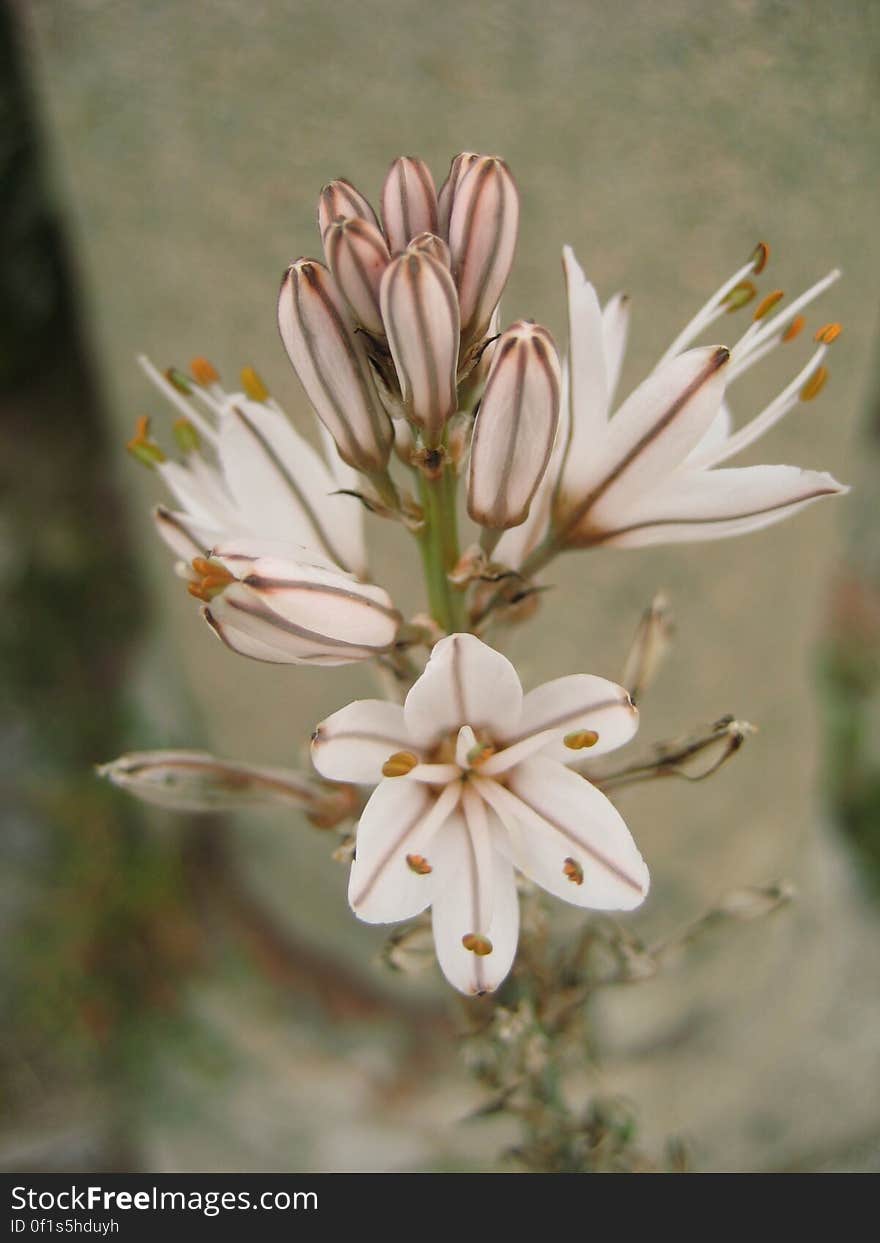 Flowers and Plants