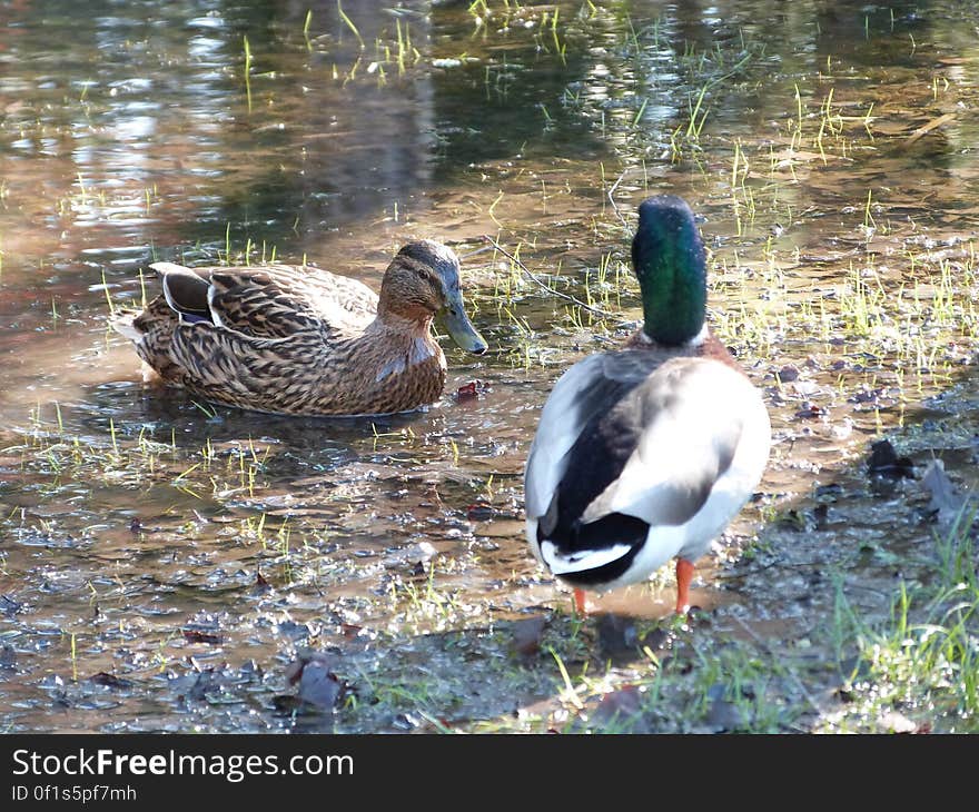 The forest was flooded a couple of weeks ago, it was impressive to see ponds formed between the trees. Ducks even swam around in them!. The forest was flooded a couple of weeks ago, it was impressive to see ponds formed between the trees. Ducks even swam around in them!