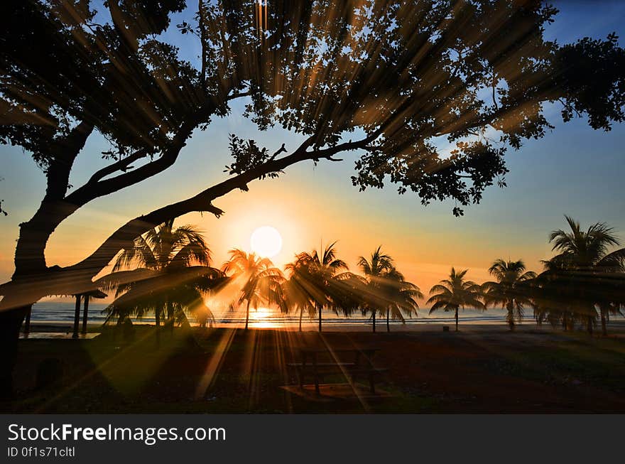 Silhouette of Palm Trees