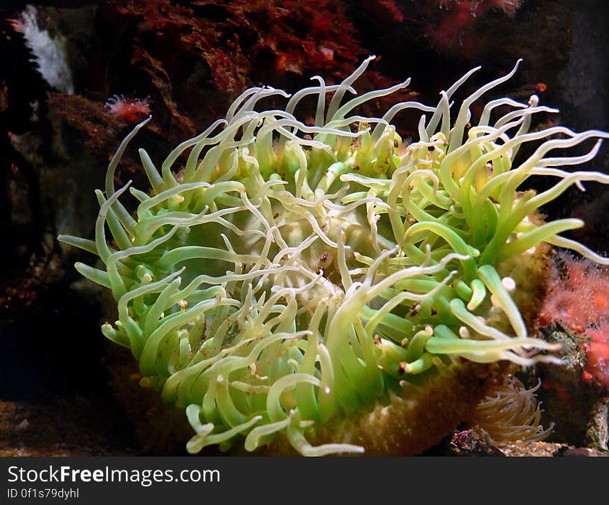 Corals, sea anemones and jellyfish all belong to the same large group of animals – cnidarians. The name comes from the Greek ‘knide’, meaning nettle – they carry a sharp sting in their tentacles. Corals, sea anemones and jellyfish all belong to the same large group of animals – cnidarians. The name comes from the Greek ‘knide’, meaning nettle – they carry a sharp sting in their tentacles