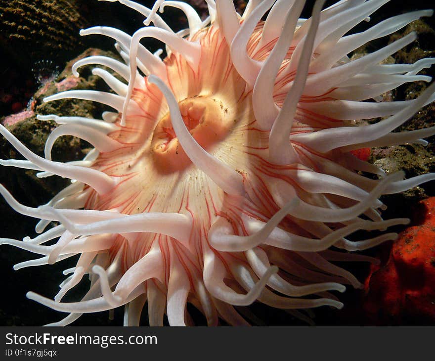 Corals, sea anemones and jellyfish all belong to the same large group of animals â€“ cnidarians. The name comes from the Greek â€˜knideâ€™, meaning nettle â€“ they carry a sharp sting in their tentacles. Corals, sea anemones and jellyfish all belong to the same large group of animals â€“ cnidarians. The name comes from the Greek â€˜knideâ€™, meaning nettle â€“ they carry a sharp sting in their tentacles